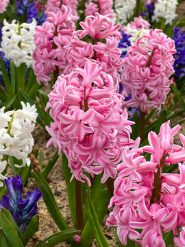 pink and white hyacinth flowers at garden