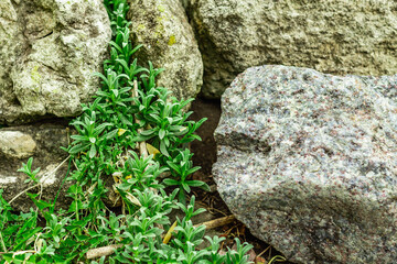 Climbing plant Cerastium tomentosum on the stones. Decorative gardening for the Alpine hill