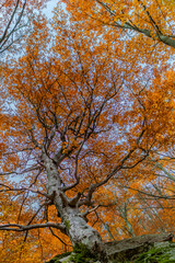 Fototapeta premium Twisted tree with orange leaves during autumn seen from below.
