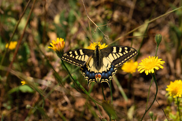 farfalla macaone si posa sui fiori gialli a primavera