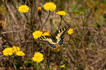 farfalla macaone si posa sui fiori gialli a primavera