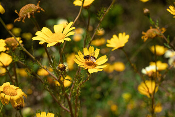 campo di margherite gialle appena fiorite a primavera