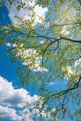 tree crown of a birch tree, fresh green leaves. blue sky with clouds