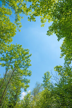 view from bottom up to tree crowns of maple beech and rowan trees at springtime