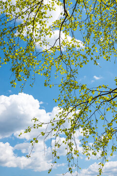 tree crown of a birch tree, fresh green leaves. blue sky with clouds