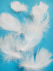 Fototapeta na wymiar White fluffy bird feather on a blue background. The texture of a delicate feather. soft focus