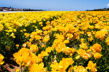 Flowers at Carlsbad Flower Fields, Carlsbad, CA