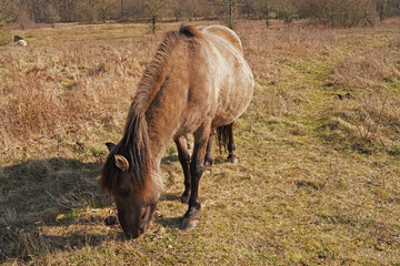 Konik wild horses in March in Saxony Anhalt