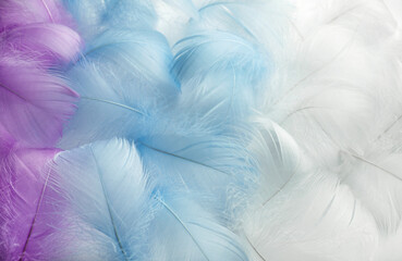 Fototapeta na wymiar Colorful fluffy feathers in pastel shades. A message to the angel. Banner of a bunch of delicate soft feathers
