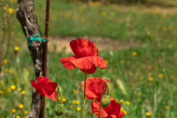 campo di papaveri rossi appena fioriti in primavera
