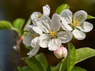 Fresh white apple blossom close up image