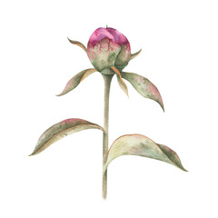 Isolated watercolor illustration of pink bud peony on stem. Hand drawn flower for your design of postcards, posters, patterns on white background. Botanical vintage painted.