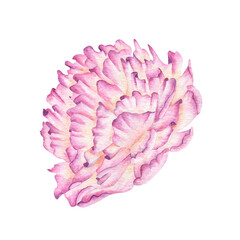 Isolated watercolor illustration of pink peony. Hand drawn blooming flower for your design of postcards, posters, patterns on white background. Botanical vintage painted.