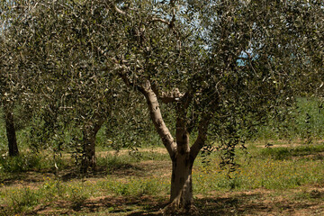 albero di ulivo a primavera