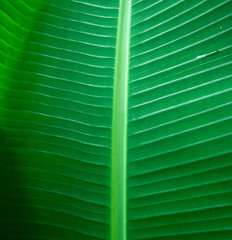 Green banana leaf. Natural green tropical leaves.