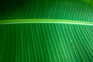 Green banana leaf. Natural green tropical leaves.