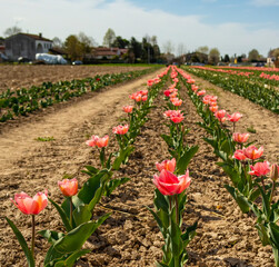 View over rows of pink tulips