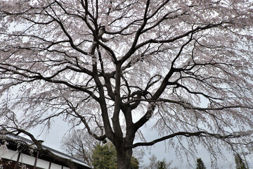 空を覆うように広がる満開の【しだれ桜】とお寺の土塀（東京都　2022）