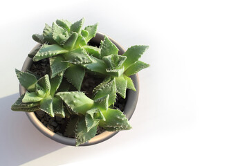 Faucaria on a white background. Photo of a plant from above. Unpretentious succulents, care in summer and winter, watering and reproduction. Passion for potted flowers.