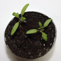 Strong young sprouts of tomatoes in a pot with soil, photo from above. Spring seedling plants. Gardening. Selective focus.