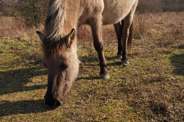 Konik wild horses in March in Saxony Anhalt