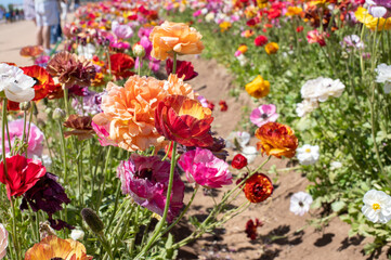 Fototapeta na wymiar Flowers at Carlsbad Flower Fields, Carlsbad, CA