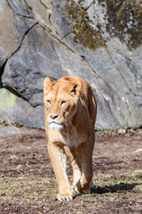 female lion, panthera leo, walking