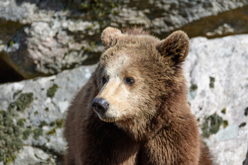 Obraz na płótnie Canvas subadult brwon bear, urus arctos