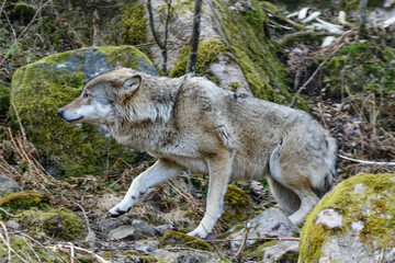 wolf, canis lupus in a forest in scandinavia