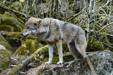 Naklejka na ściany i meble wolf, canis lupus in a forest in scandinavia