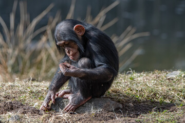 baby chimpanzee; chimp, Pan troglodytes