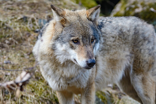 wolf, canis lupus in a forest in scandinavia