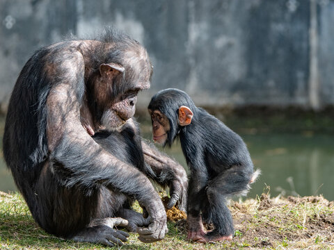 mother with baby chimp in a zoo