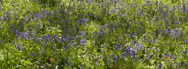 Meadow of blue spring flowers
