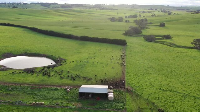 herding and mustering cows on a farm and ranch in spring in Australia. Aerial footage