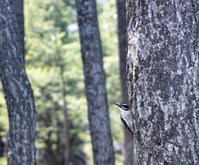 woodpecker on tree ready to take off