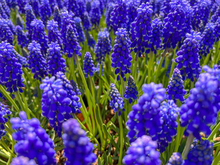 closeup side view of beautiful purple grape hyacinth flowers as a background