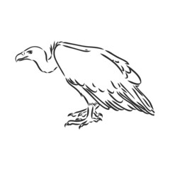 Vulture illustration, drawing, engraving, ink, line art, vector