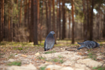 A pigeon in the forest. Pine forest and pigeons.