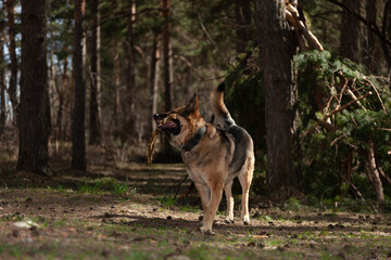 A dog on the background of the forest. A dog in the woods. A shepherd in the forest. A dog on a walk in the woods.