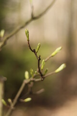 Young leaf buds in the spring - 500749334