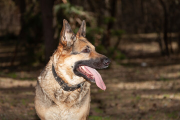 A dog on the background of the forest. A dog in the woods. A shepherd in the forest. A dog on a walk in the woods.