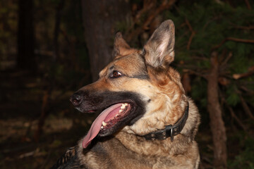 A dog on the background of the forest. A dog in the woods. A shepherd in the forest. A dog on a walk in the woods.