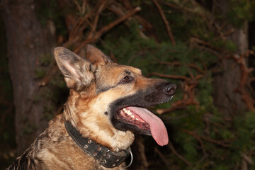 Fototapeta premium German Shepherd