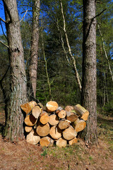 Brennholz im Kieferwald