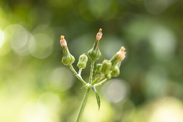 close up of a plant