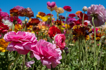 Flowers at Carlsbad Flower Fields, Carlsbad, CA