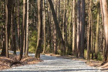 Hiking trail in the forest. A broad new path - 500749580