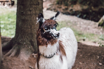 Closeup on cute lama beside tree