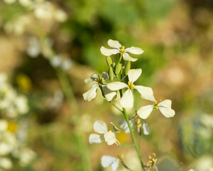 flowers in the garden